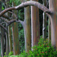 Illustration for article titled These Eucalyptus Trees Look Like They Are Made Of Crayons
